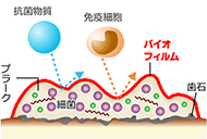 バイオフィルム